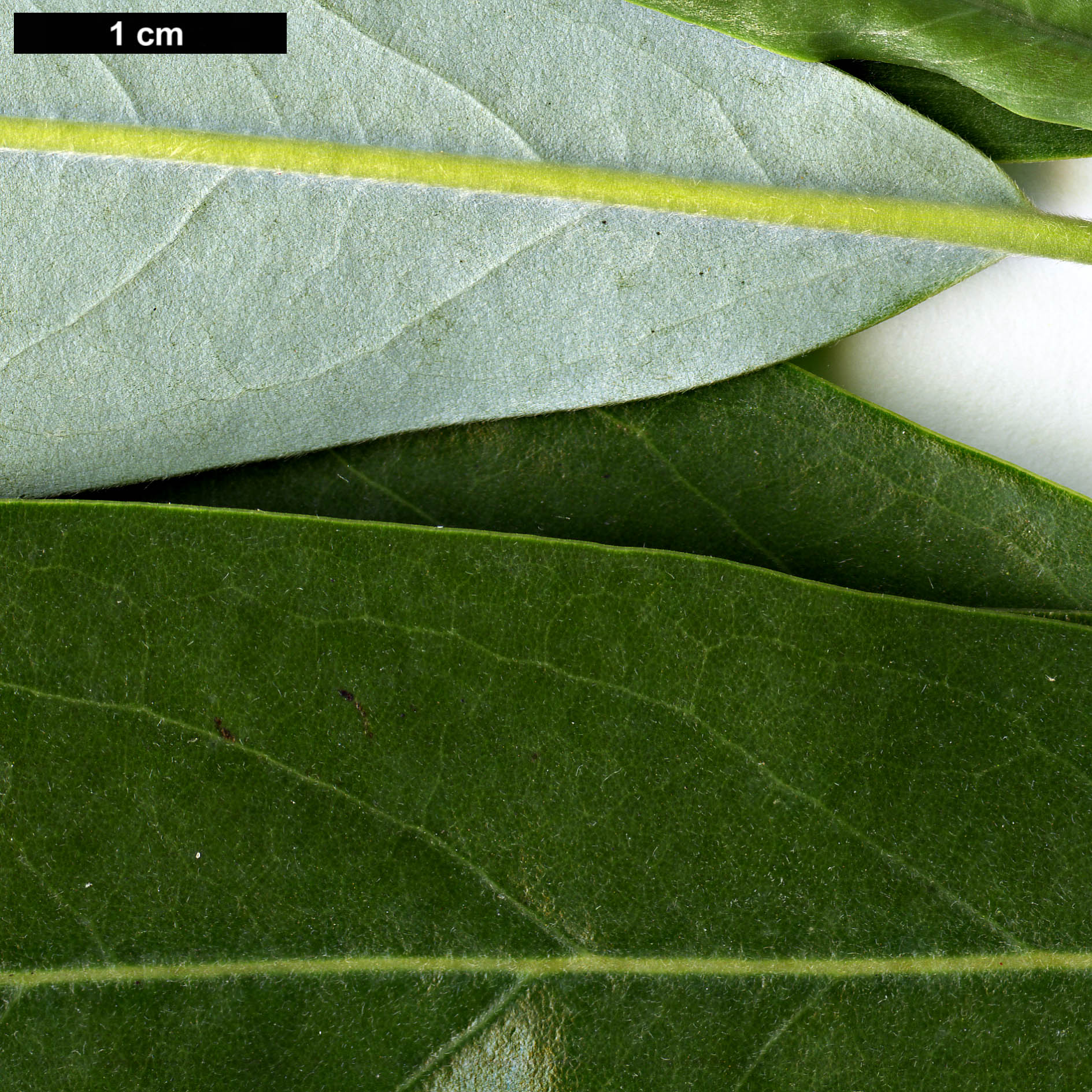 High resolution image: Family: Magnoliaceae - Genus: Magnolia - Taxon: virginiana - SpeciesSub: var. australis